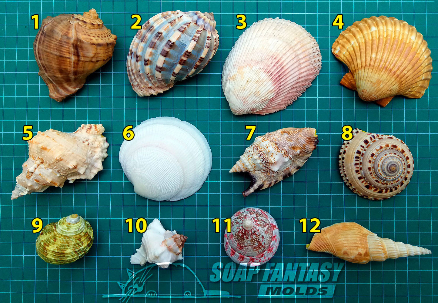 Seashell #2 silicone mold for soap making