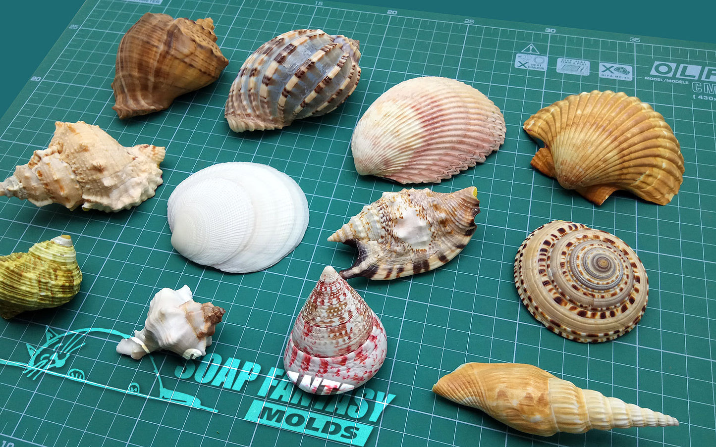 Sea shell #8 silicone mold for soap making