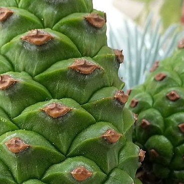 Pine cone (green) silicone mold for soap making