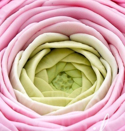 Ranunculus half opened bud flower silicone mold for soap making