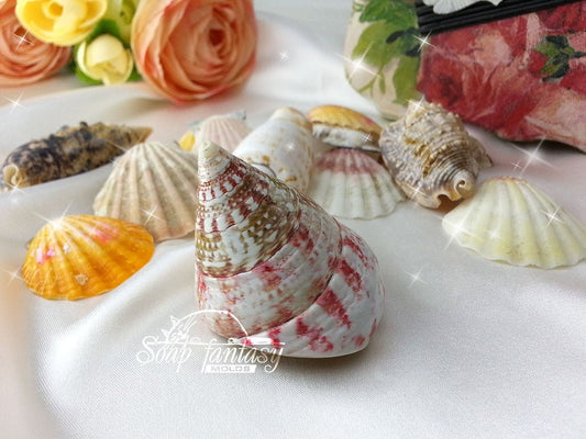 Sea shell #11 Silicone Soap Mold - for soap making, Craft & Hobby