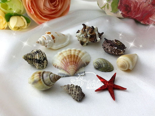 Seashell mini set Silicone Soap Mold - for soap making, Craft & Hobby