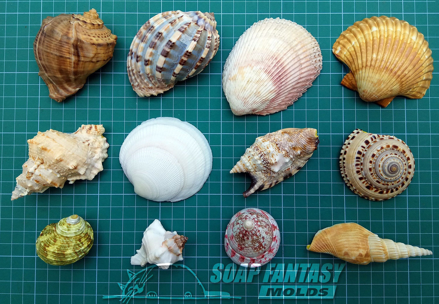 Sea shell #1 (Rapana) silicone mold for soap making