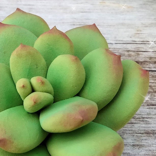 Succulent #2 silicone mold for soap making