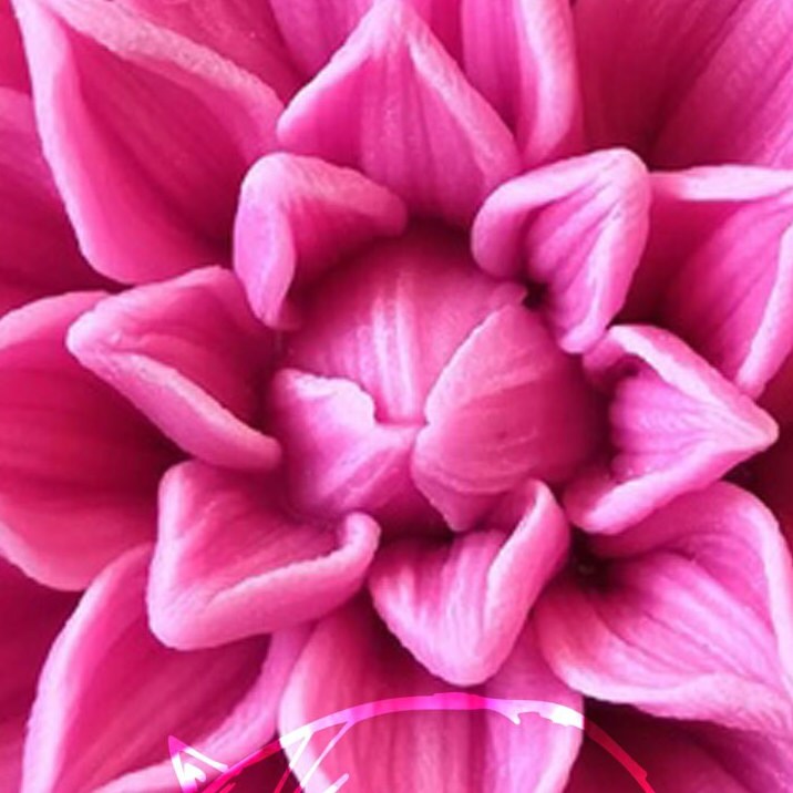Aster flower silicone mold (mould) for soap making and candle making