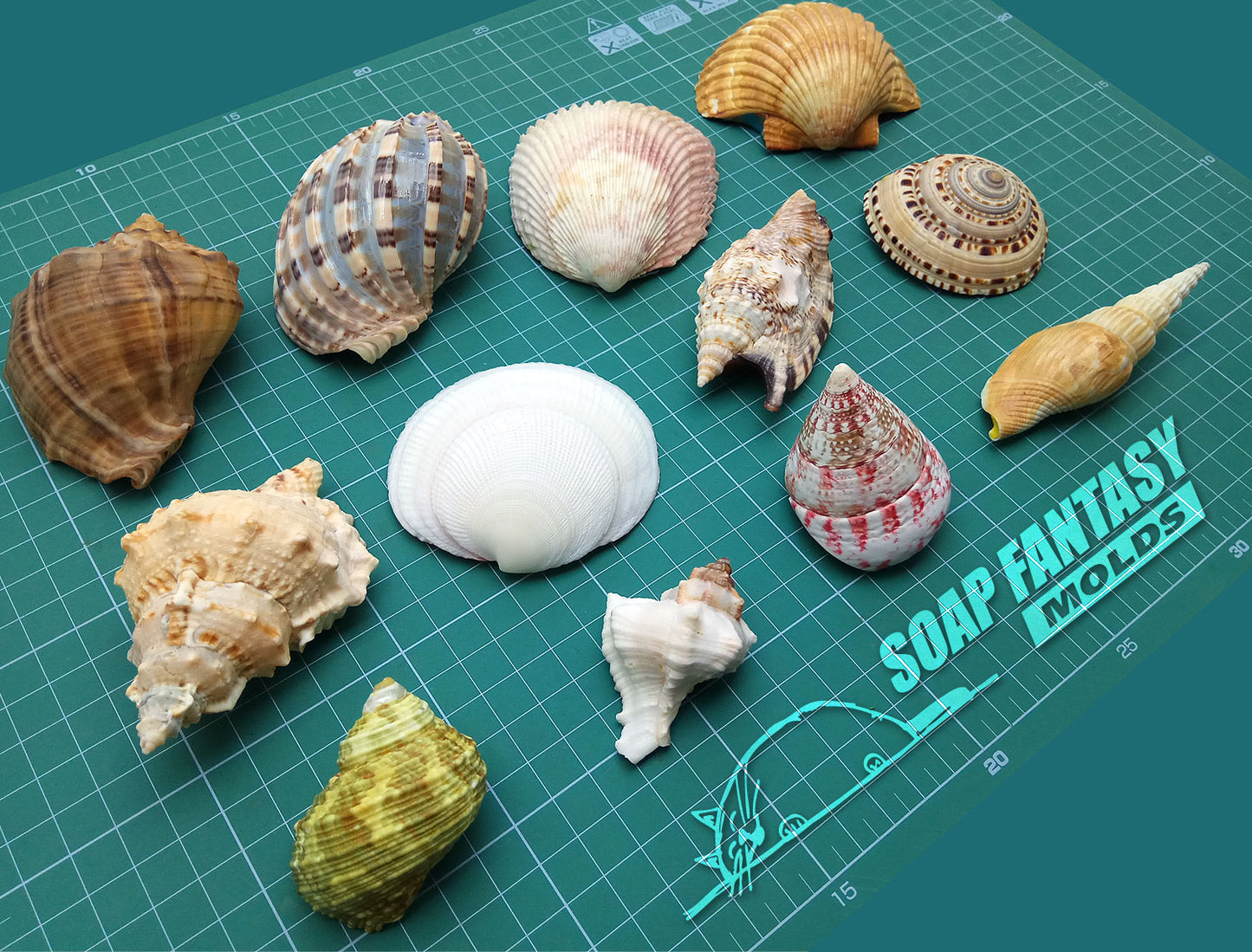 Sea shell #10 silicone mold for soap making