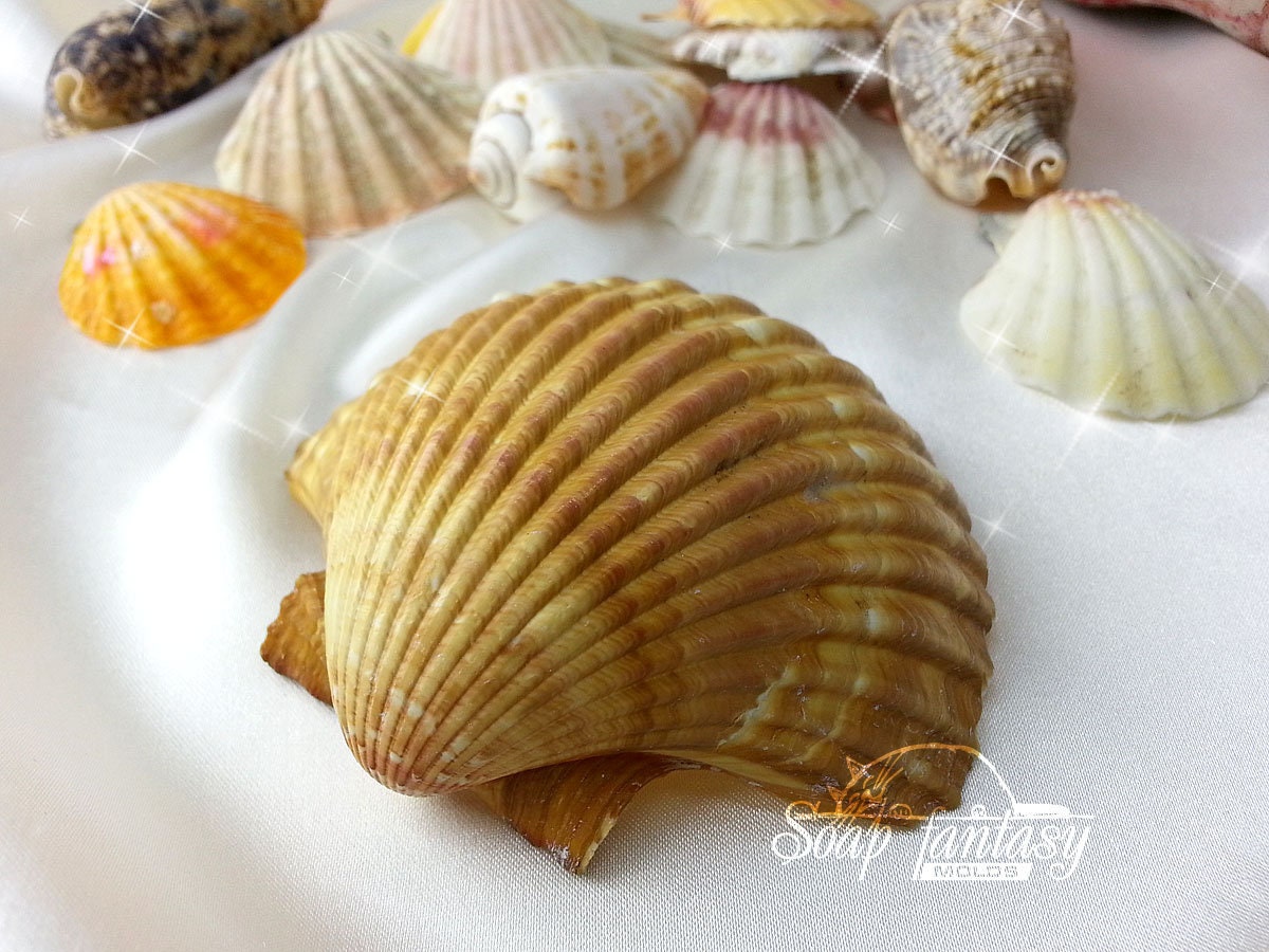 Seashell #4 silicone mold for soap making