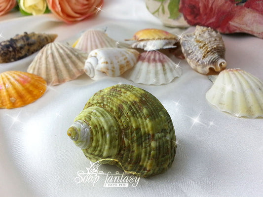 Sea shell #9 silicone mold for soap making